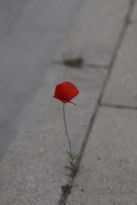 Life finds a way