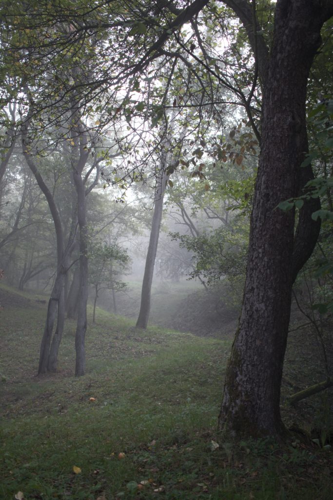 Misty forest morning