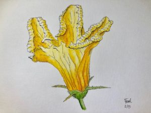 Pumpkin Flower