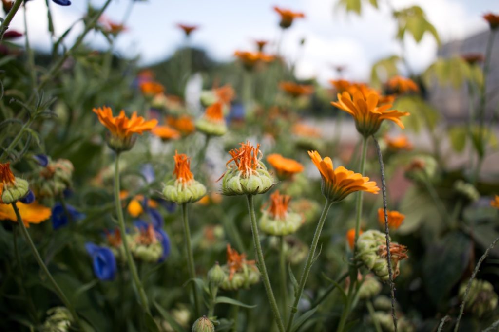 Summer flowers