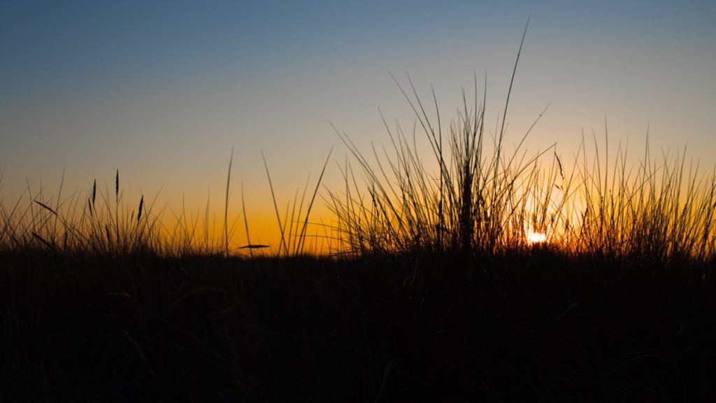 Sunset dune weeds