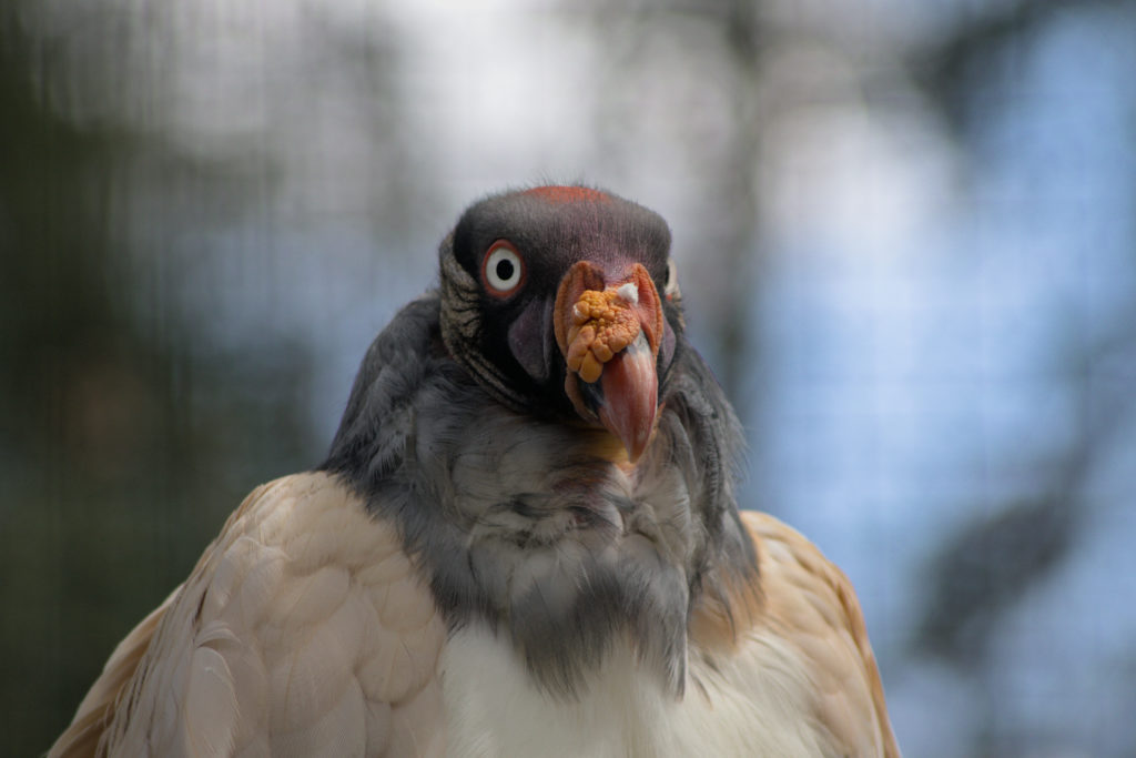 King Vulture
