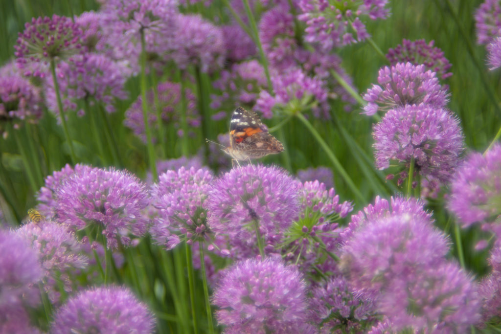 Little tortoiseshell on wild chives