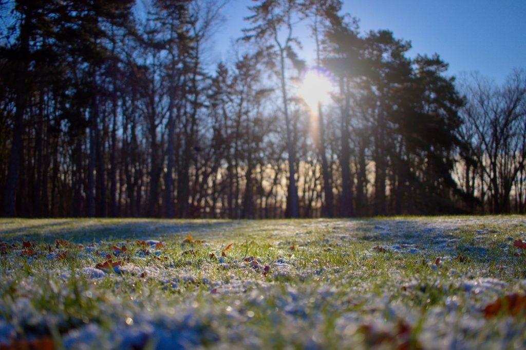 Winter meadow