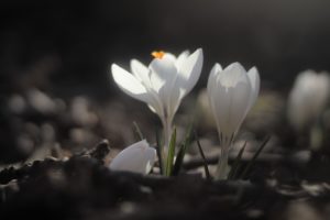 Crocus tommasinianus