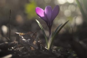 Crocus tommasinianus
