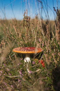 Fly amanita, Amanita Muscaria