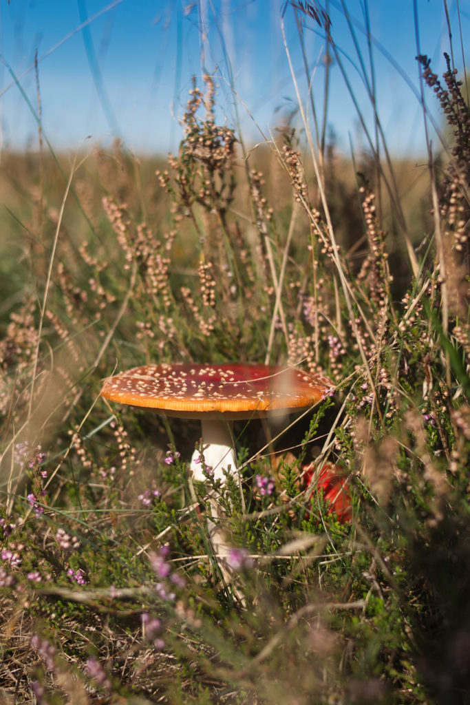 Fly amanita, Amanita Muscaria