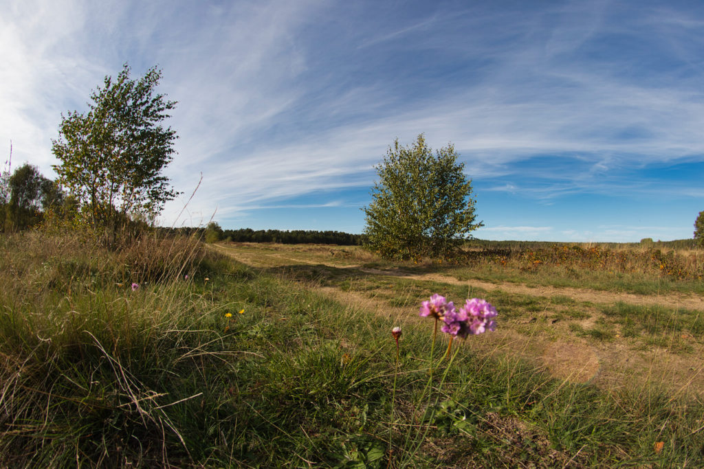 The heathland Retzower Heide, Uckermark
