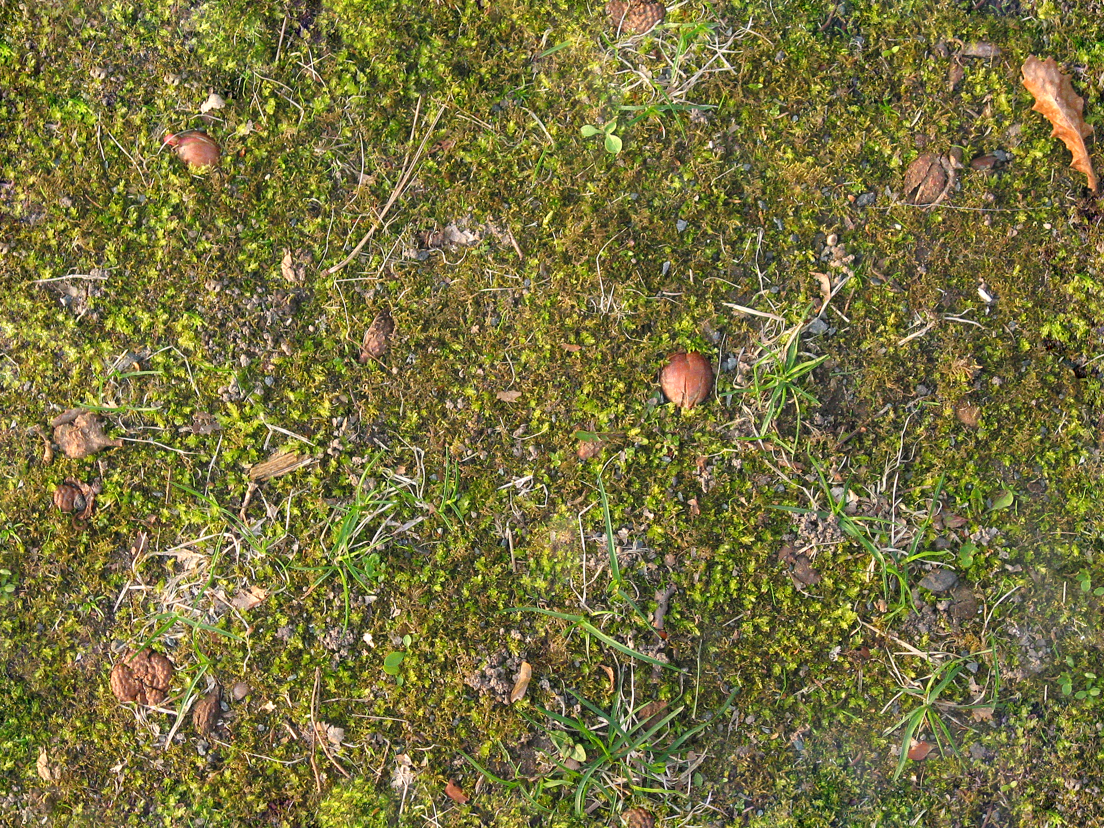 Forest floor Forest floor