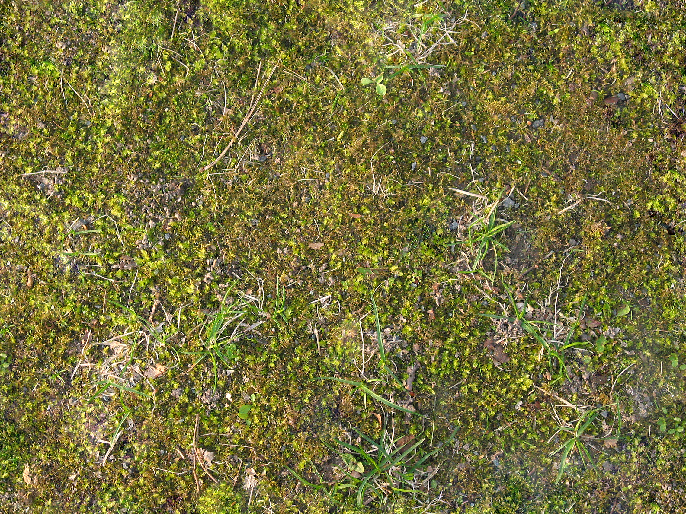 Forest floor Forest floor