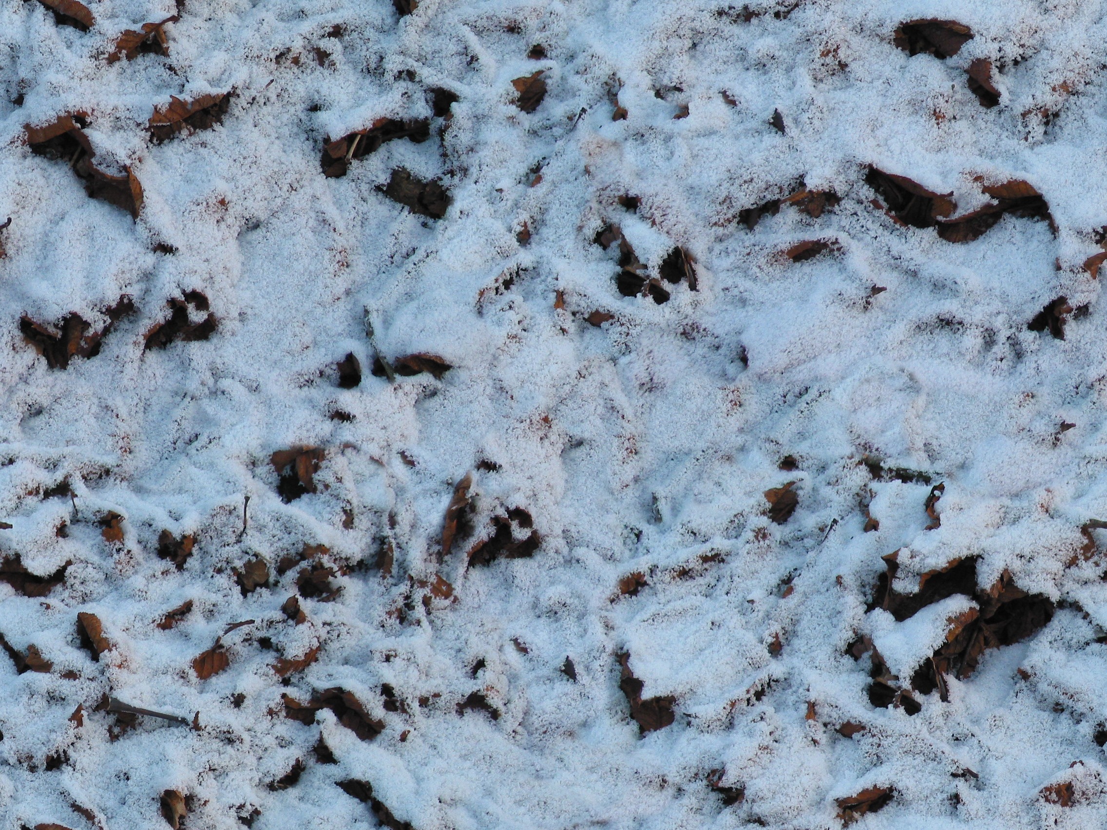 Snow Snow