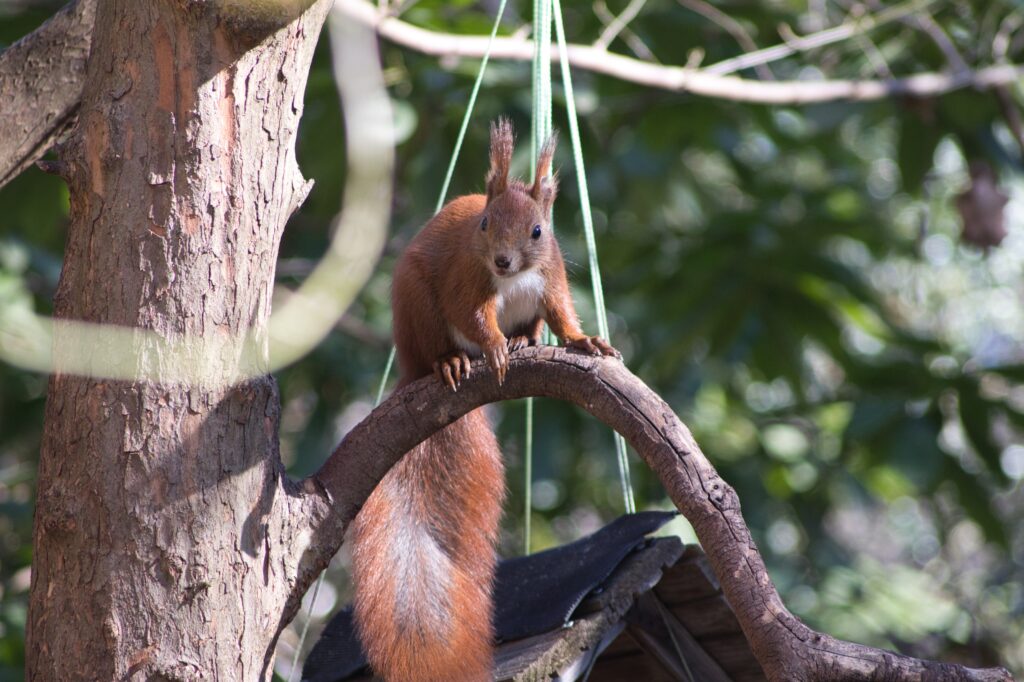 Squirrel