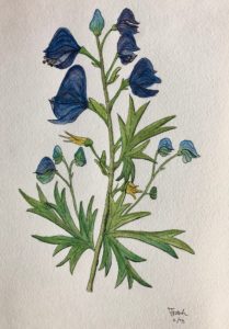 Aconitum Napellus
