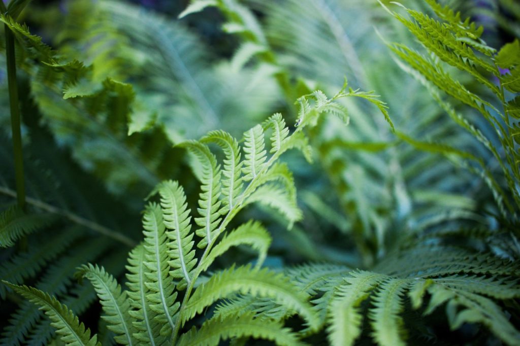 Fern Jungle