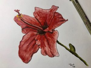 Hibiscus