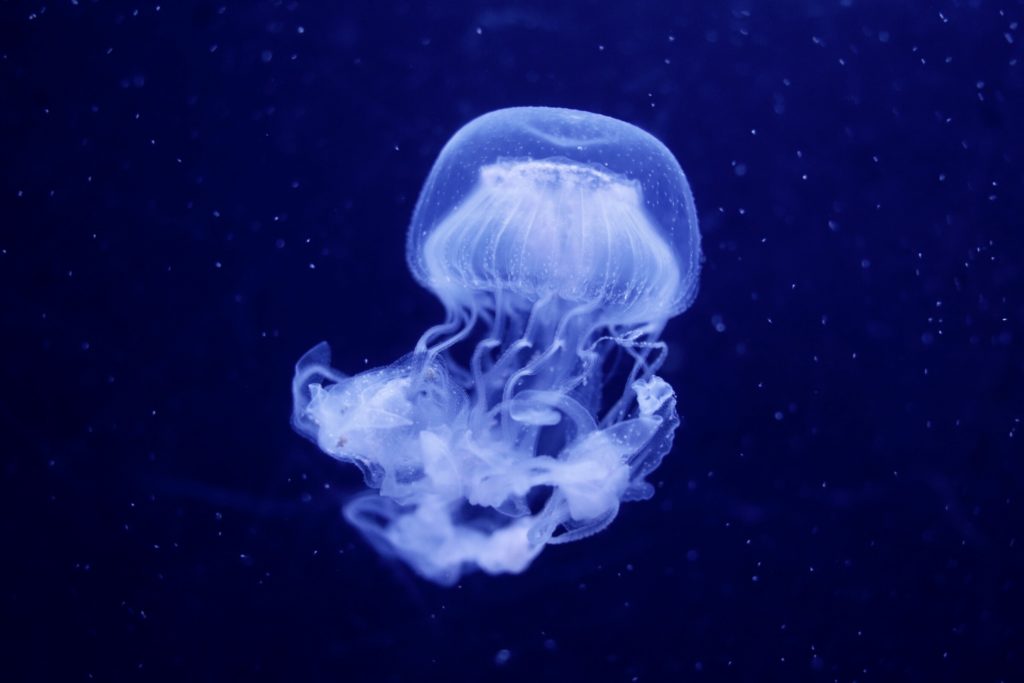 Jellyfish