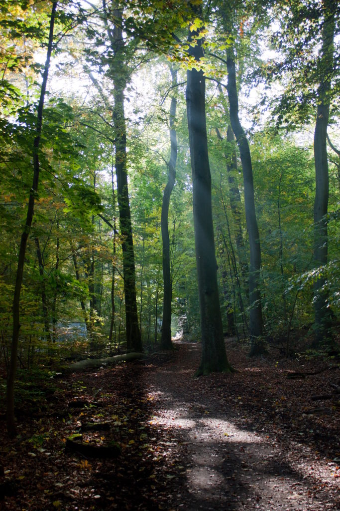 Misty Forest