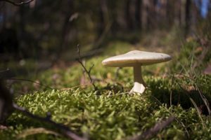 Mushroom