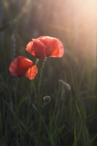 Poppy flowers