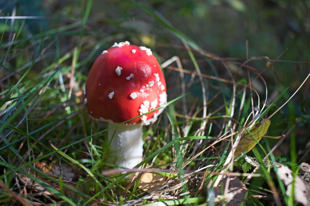 Toadstool