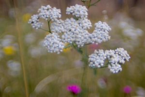 Yarrow