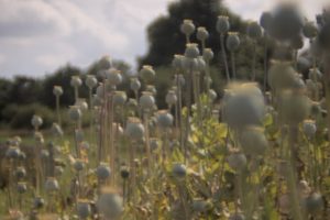 Poppy capsules