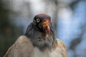 King Vulture