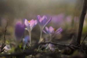 Crocus tommasinianus