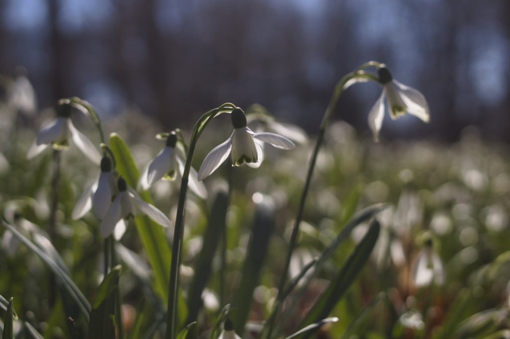 Snowdrop