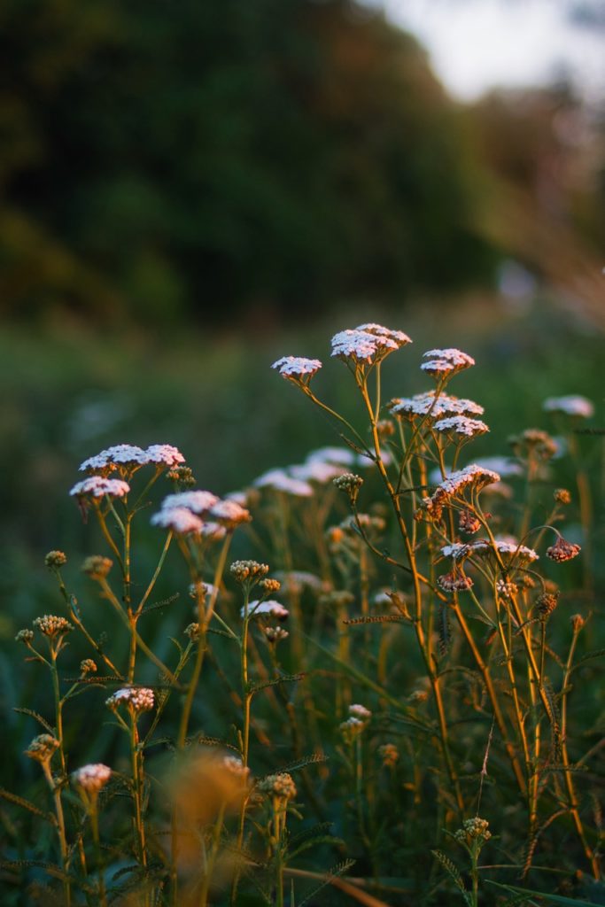 Yarrow