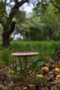 Parasol mushroom, Macrolepiota Procera