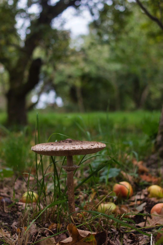 Parasol mushroom, Macrolepiota Procera