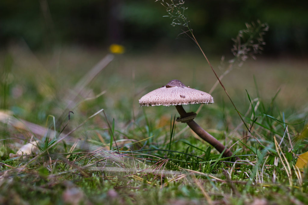 Parasol mushroom, Macrolepiota Procera