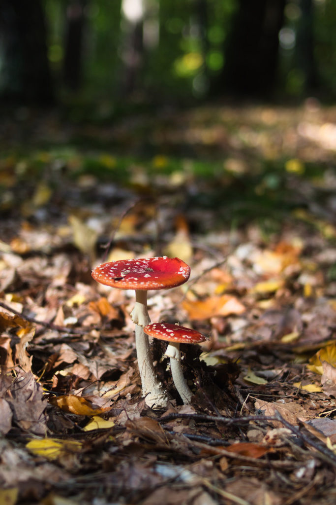 Fly amanita, Amanita Muscaria