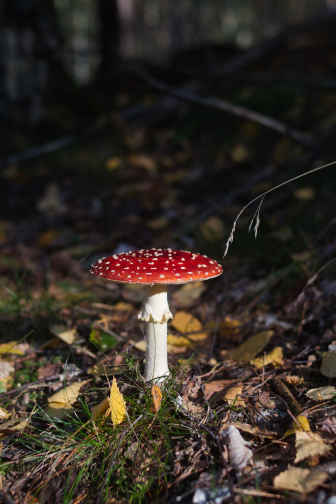 Fly amanita, Amanita Muscaria