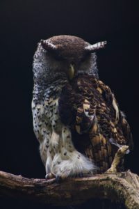 Spot-bellied eagle-owl