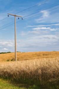 Colza fields