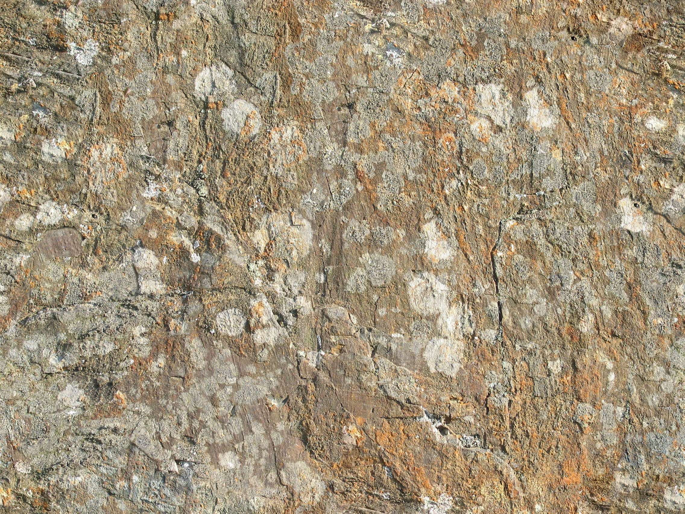 Stone with lichen Stone with lichen