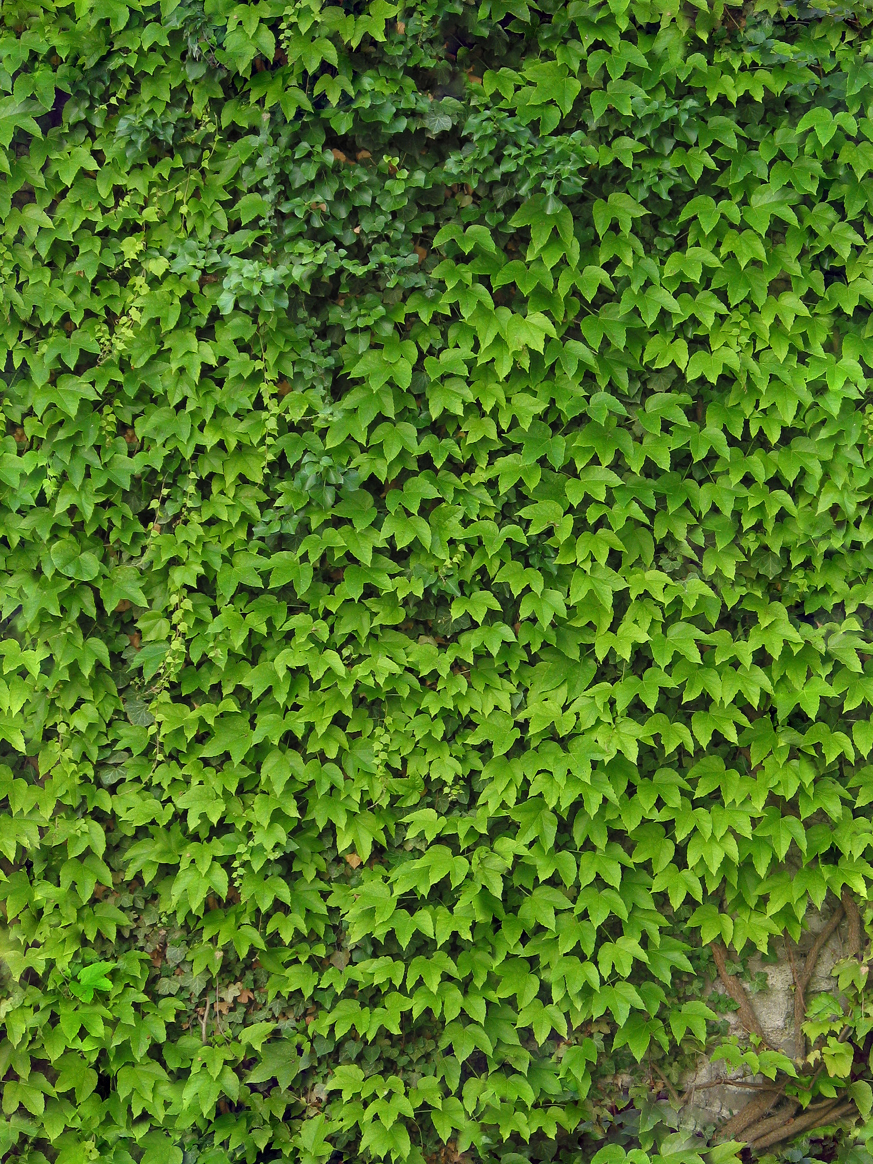 Vine leaves Color Vine leaves Color